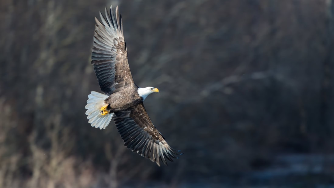 Freedom